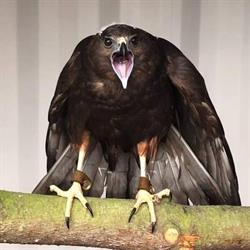 The New Zealand Raptor Trust