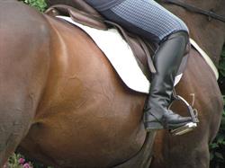 Topline Equestrian