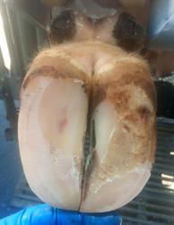 Hoof-It