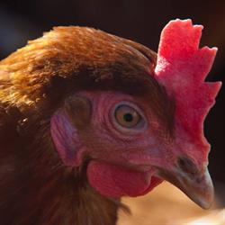 Whangaripo Eggs Ltd