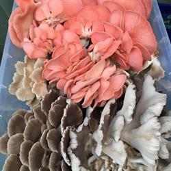 Ohau Gourmet Mushrooms (Mycobio Limited)
