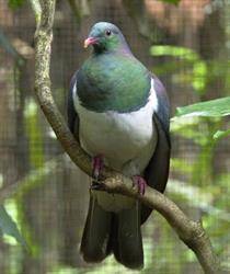 Kereru Kindy