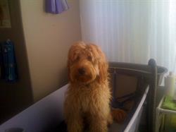 Home Comforts Pet Care Services Ltd