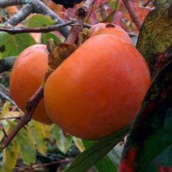 Shiziyuan Persimmon Garden