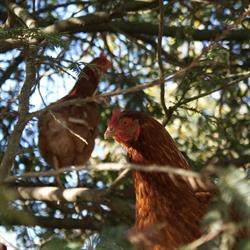 Te Rata Family Farm
