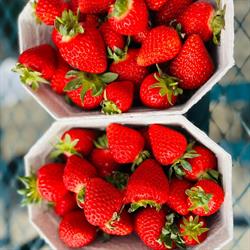 Moutere Strawberries