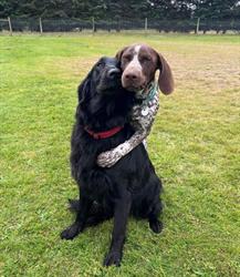 BARK Kennels & Cattery