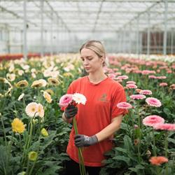 Blooming Hill Flowers