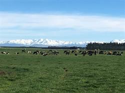 Dairy Veterinary Services