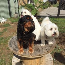 Doggie Day Spa