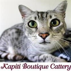 Kapiti Boutique Cattery
