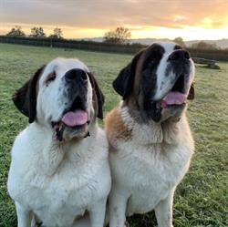K9 Country Kennels Te Aroha