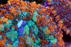 Reef Aquaria