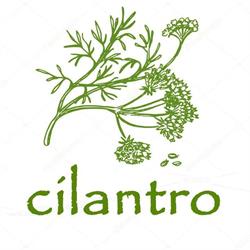 Cilantro indian cuisine