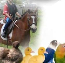 Walnut Ranch Riding School & Animal Park