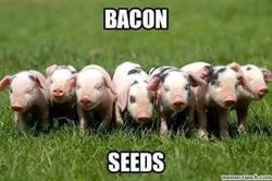 Clive Butchery