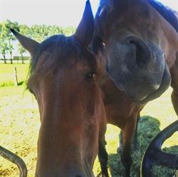 Methven Equine Centre