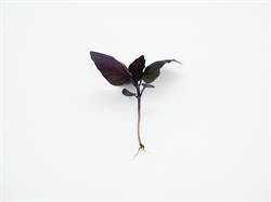Shoots Microgreens