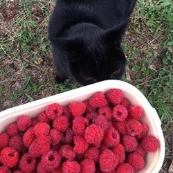 Blakcatberries