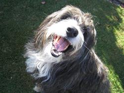 Pet Sitters Nelson