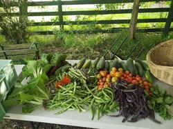 Oxford St Community Garden