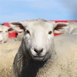 Coalgate Saleyards