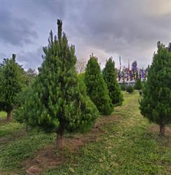 Kaimai Christmas Trees