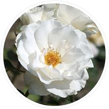 Roach's Roses and Nursery