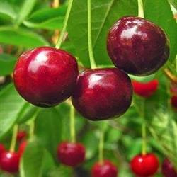 Trophy Ridge Orchards