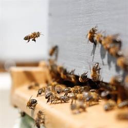 Golden Grove Apiaries