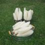Loofah harvest