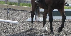 Boundary Equestrian