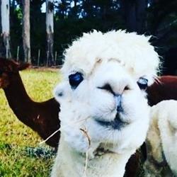 Gumtree Gully Alpacas