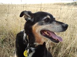 Speakingdog K9 Behaviour & Discussion Forum