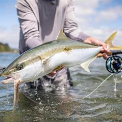 King Tide Salt Fly