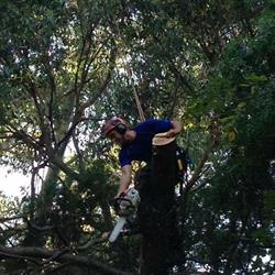 Turners Tree Care