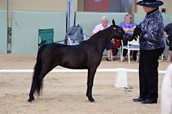 Razyana Miniature Horse Stud