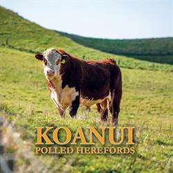 Koanui Polled Herefords Ltd.