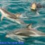 Dolphin Swimming