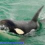 Inspiring Dolphin & Whale Cruises