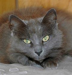 Cat Hotel Stoney Creek