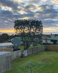 SG.Trees, Tauranga, BOP