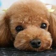 A Pet Dog Grooming & Spa