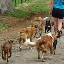 Melka's Pooch Paradise