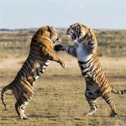 Tiger Mantis Kung Fu NZ