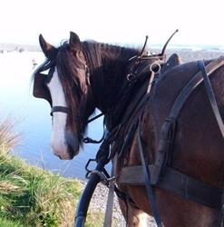 Golden Sands Horse And Wagon Tours