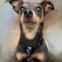 Dog Portraits