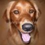 Pet Portraits