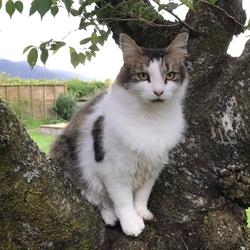 Cattery122