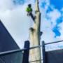 arborist